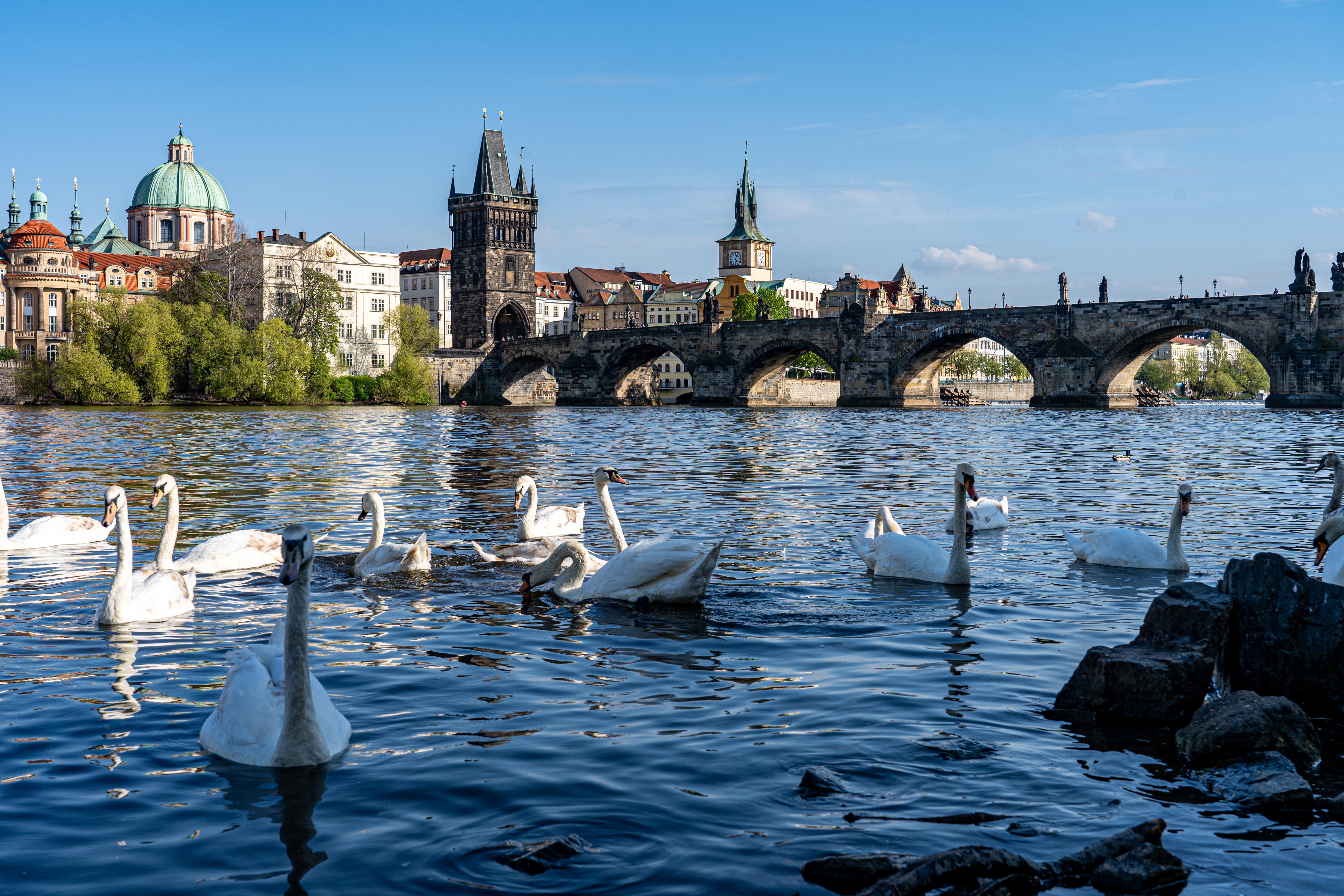 Karlův most od Hergetovy cihelny