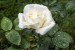 Růže bílá pro WWW